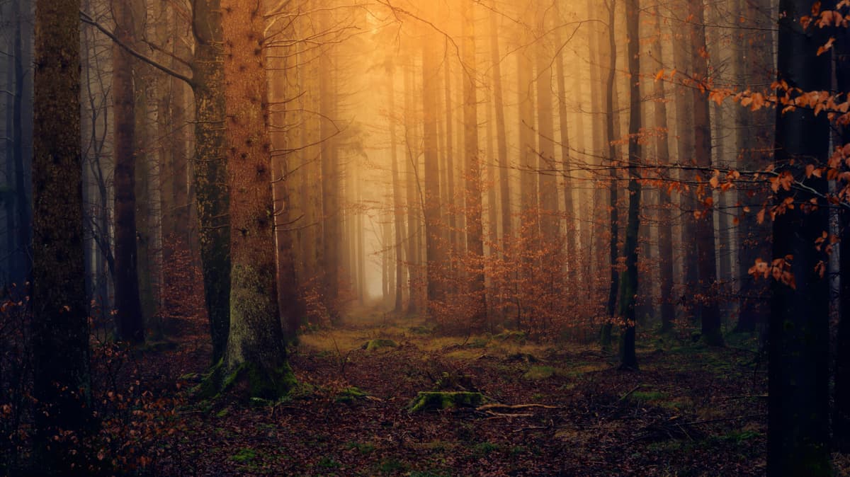 A forest