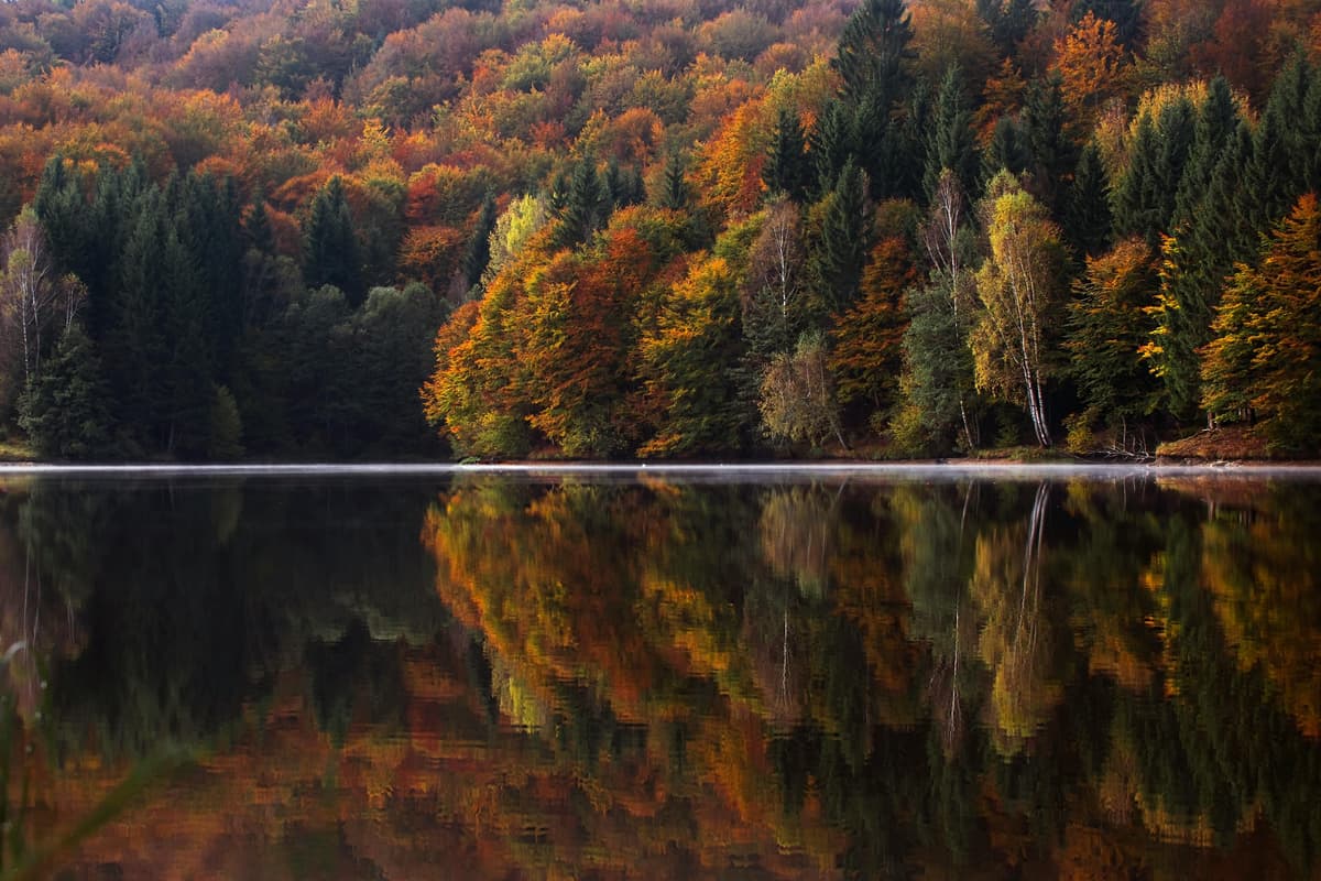 A forest