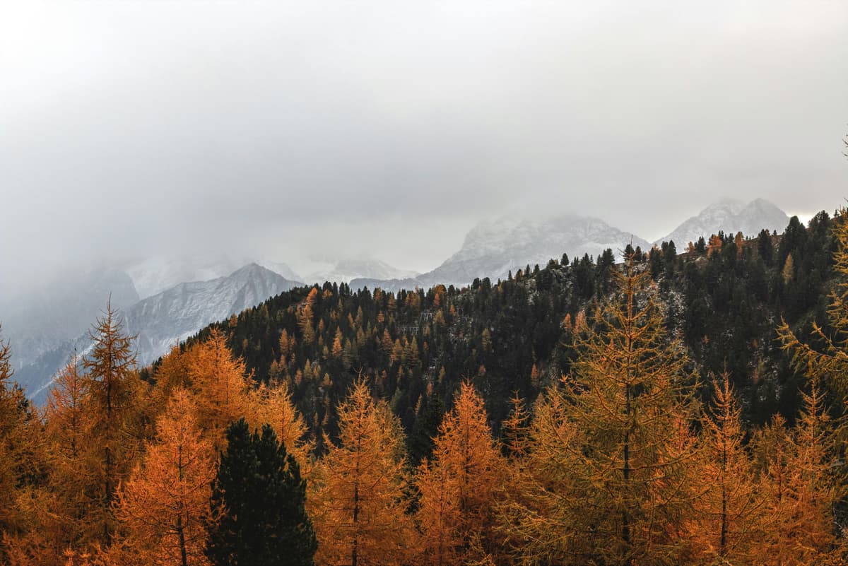 A forest